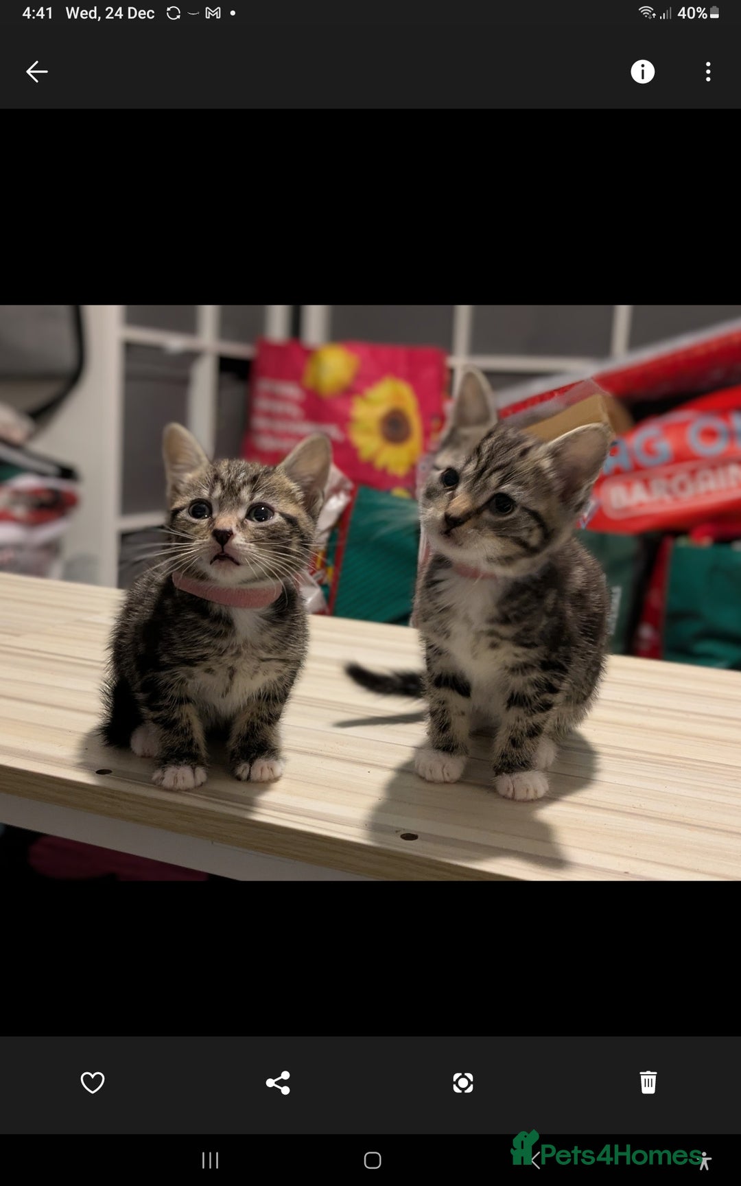 British Shorthair cats for sale: 2 female Kittens for sale - Advert 3