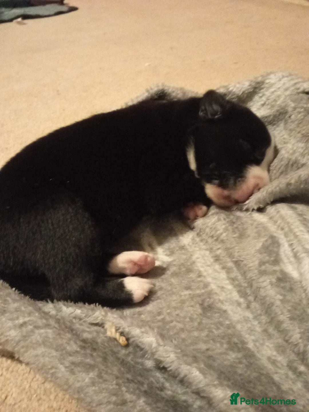 Border Collie dogs for sale: Border collie puppy ready now - Advert 2