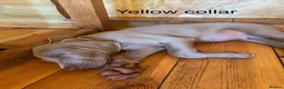 Weimaraner dogs for sale: Ready to go Weimaraner puppies KC registered - Advert 5