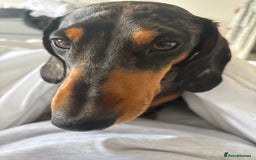 Miniature Dachshund dogs for stud: Miniature dapple boy dachshund  - Image 2