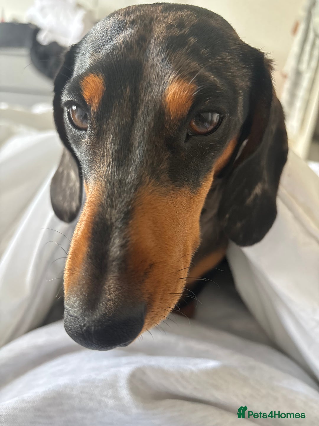 Miniature Dachshund dogs for stud: Miniature dapple boy dachshund  - Image 2