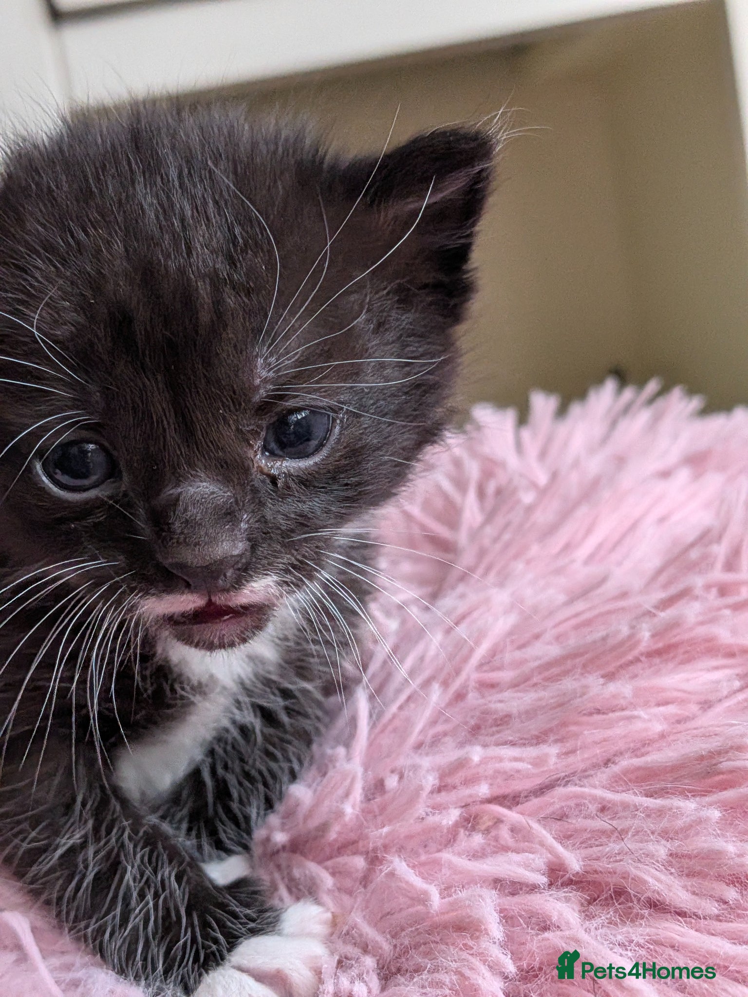 Mixed Breed cats Black Moggies with moustache  - Advert 14