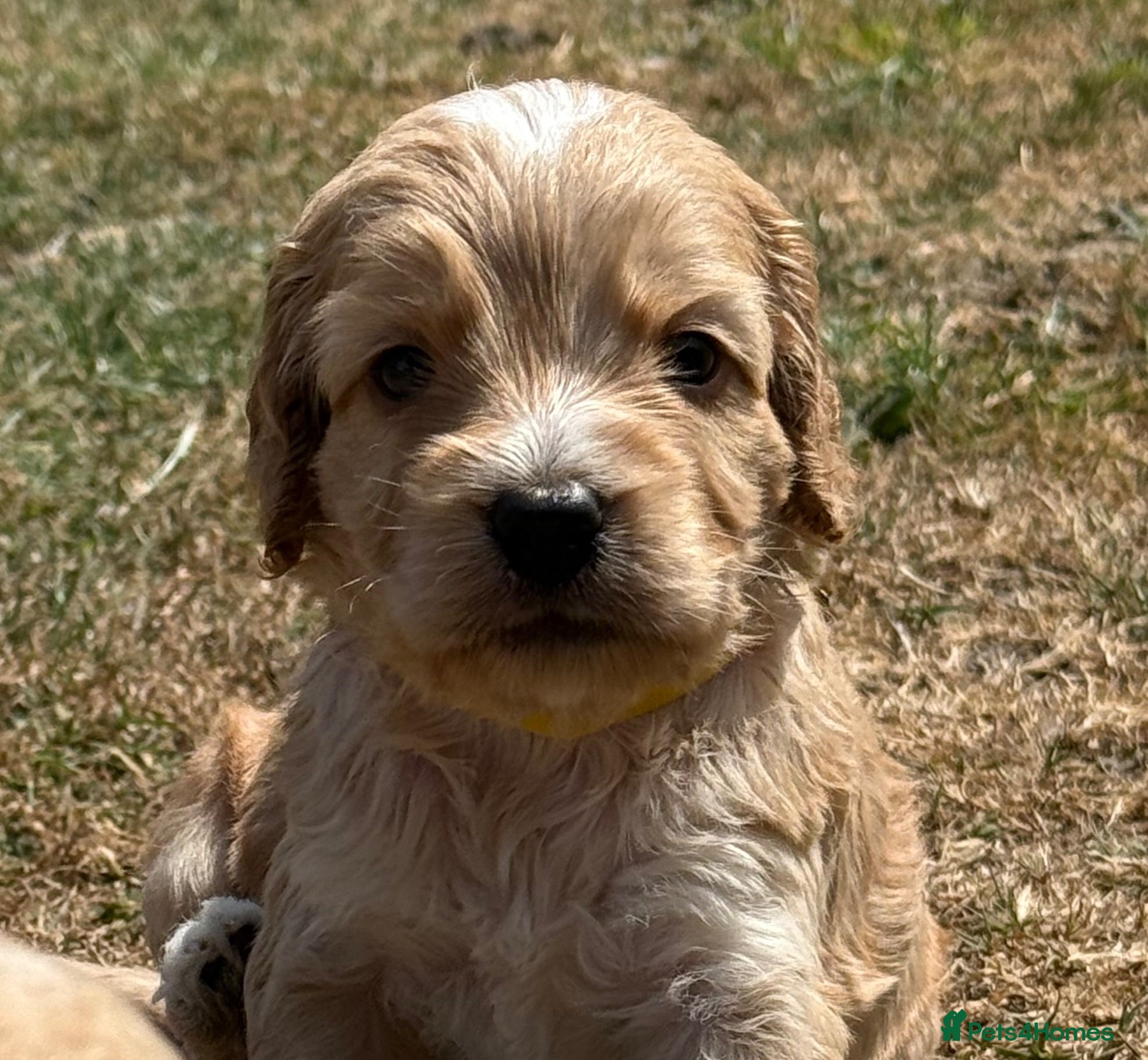 Cockapoo dogs F1  STUNNING COCKAPOOS -  - Advert 1