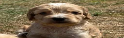 Cockapoo dogs for sale: STUNNING F1 COCKAPOOS  - Advert 15