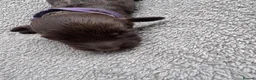 Cockapoo dogs for sale: F2 Cockapoo  in Cannock - Advert 13