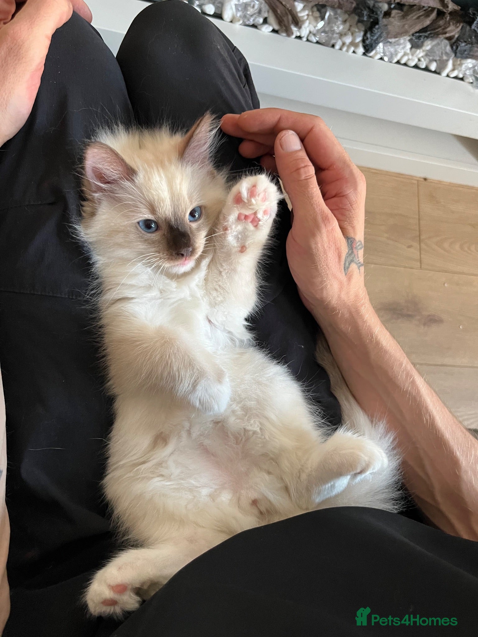 Ragdoll cats  REDUCED ready to leave 3 beautiful full ragdoll   - Advert 7