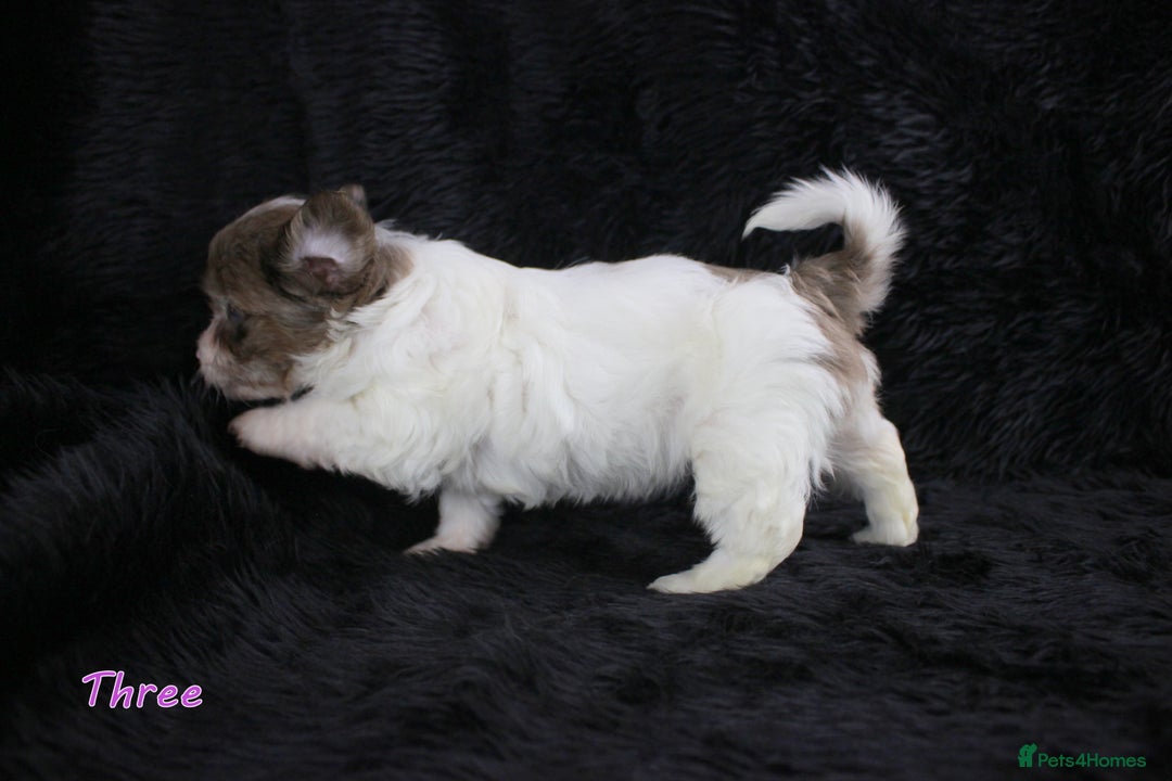 Yorkshire Terrier dogs for sale: Stunning Biro & Merle Yorkie Girls – Ready Nov 25 - Advert 9