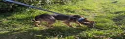 Mixed Breed dogs for adoption: Jenkins - Norwich Norfolk  - Advert 5