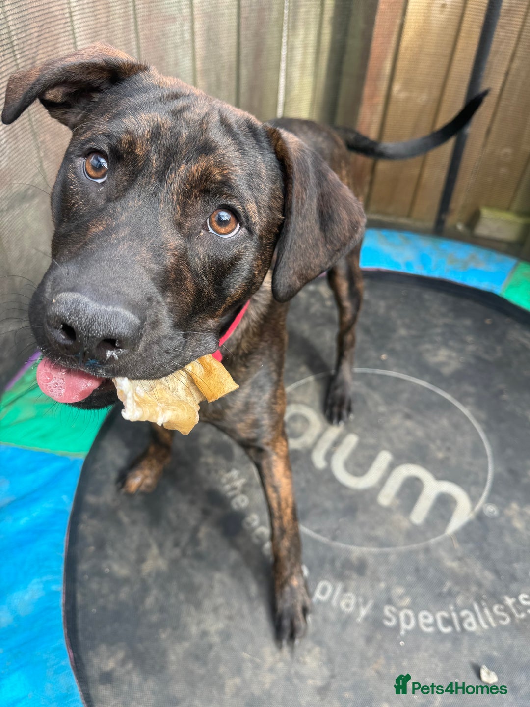 Mixed Breed dogs for sale: 9 month old staffy cross - Image 1