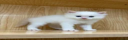Ragdoll cats for sale: TICA Flame Ragdoll Boy - Purr Machine! in Liverpool - Advert 4