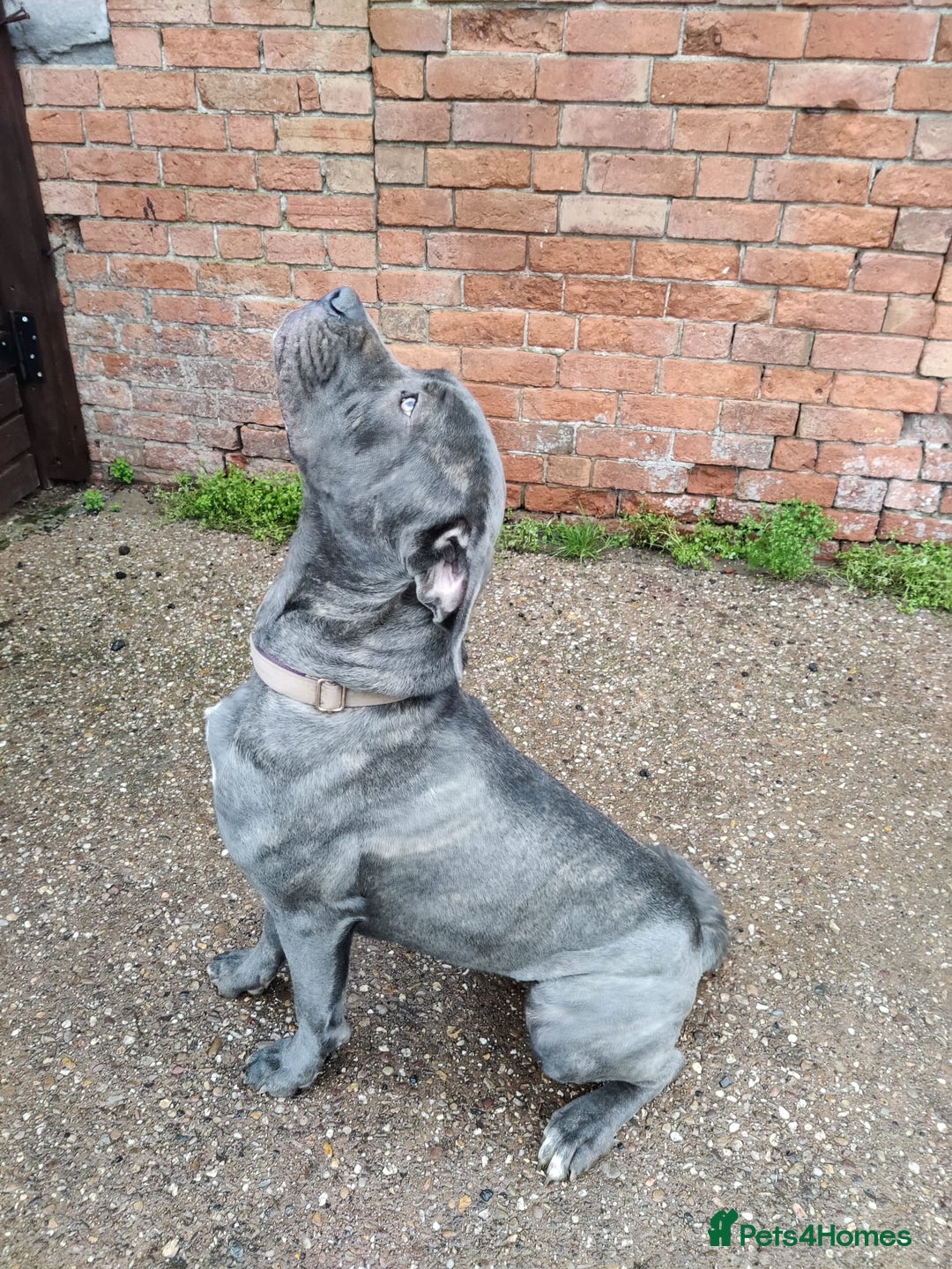 Cane Corso dogs for sale: Gorgeous female Cane Corso looking for a home - Advert 1