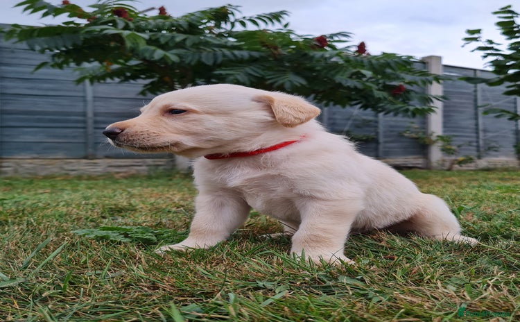 Labrador Retriever dogs - Advert 9