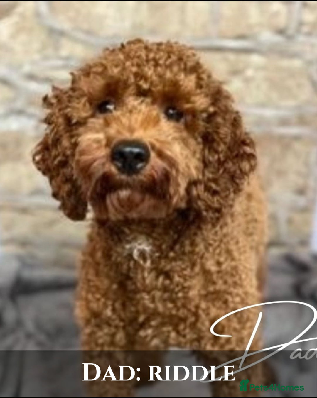 Cavapoo dogs for sale: 5 Beautiful Deep Red Cavapoo Pups - Advert 9