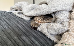 Domestic Shorthair cats for sale: Two Girl Kittens For Sale £100 o.n.o The Pair  - Image 3