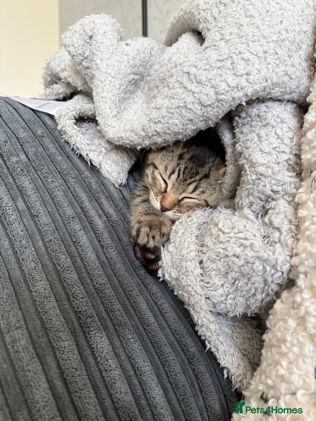 Domestic Shorthair cats for sale: Two Girl Kittens For Sale £100 o.n.o The Pair  - Image 3