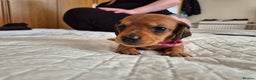 Dachshund dogs for sale: Smooth Haired Dachshund puppies - Advert 38