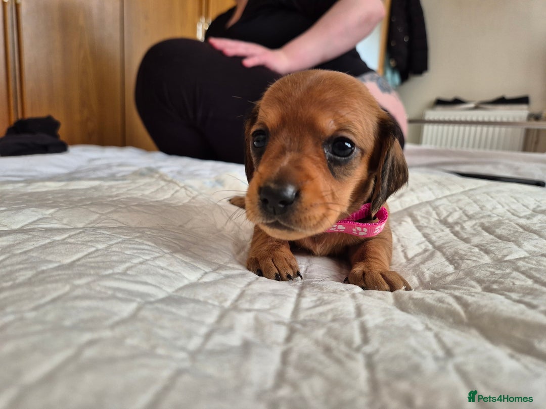 Dachshund dogs for sale: Smooth Haired Dachshund puppies - Advert 38