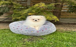 Pomeranian dogs for sale: Pomeranian Last Boy - Image 37