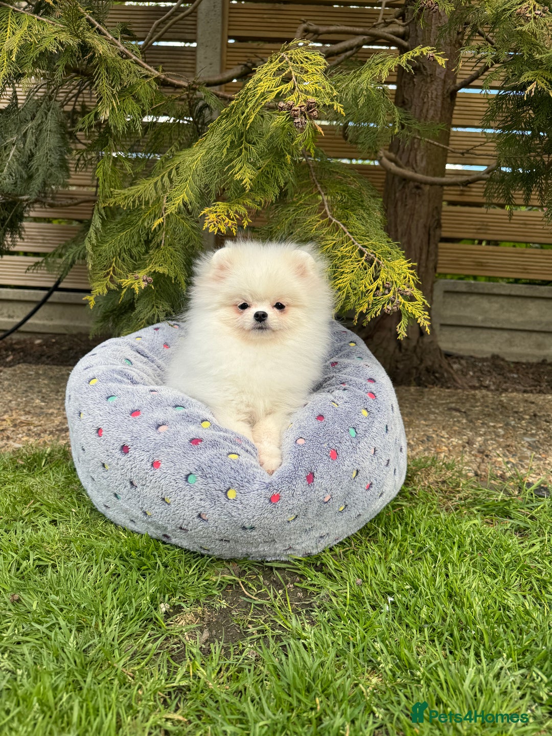 Pomeranian dogs for sale: Pomeranian Last Boy - Image 37
