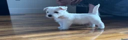 West Highland Terrier dogs for sale: West highland terrier puppies  - Advert 10