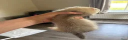 Ferret rodents for sale: 2 hobs - Advert 6