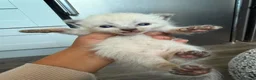 Mixed Breed cats for sale: Male kittens - Advert 9