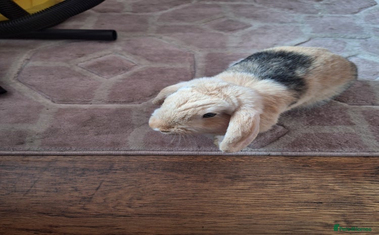 Mixed Breed rabbits - Advert 10