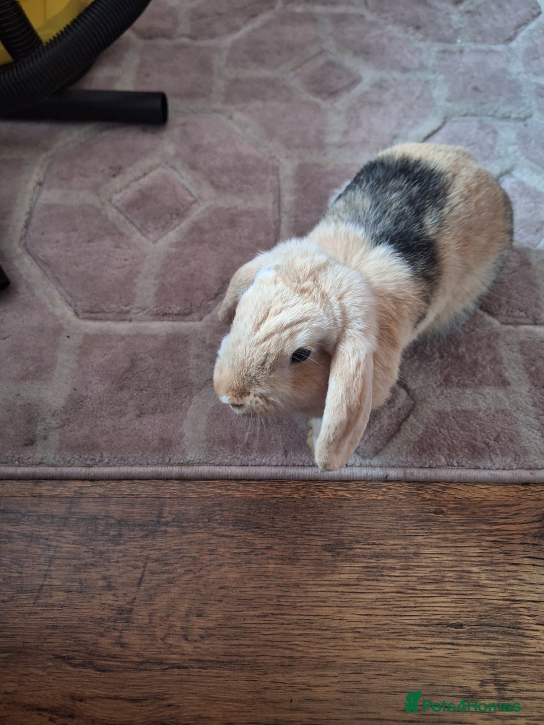 Mixed Breed rabbits for sale: Rabbit - Image 1