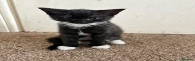 Mixed Breed Kitten 6