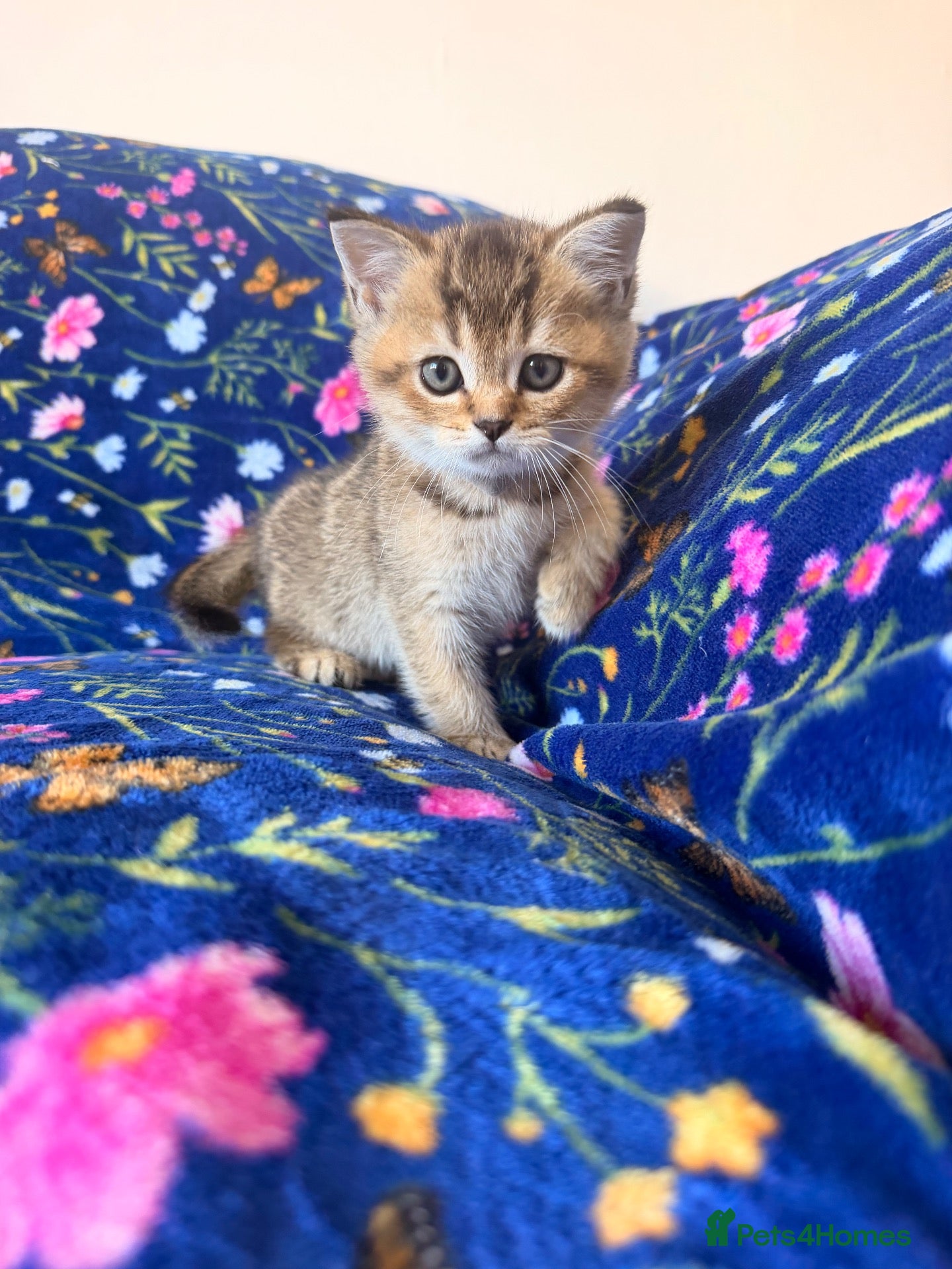 Scottish Fold cats Beautiful Scottish Fold kittens - Advert 2