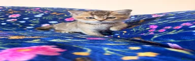 Scottish Fold 5