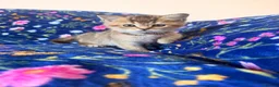 Scottish Fold cats for sale: Beautiful Scottish Fold kittens - Advert 16