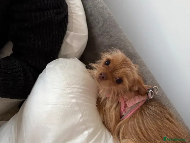 Chorkie dogs for sale: Chorkie dog - Advert 2