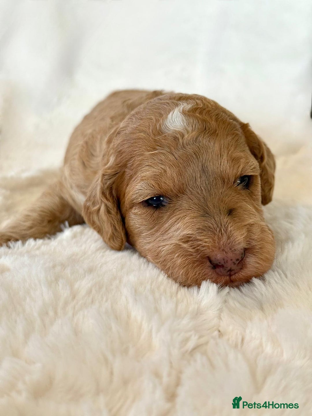Cockapoo dogs for sale: F1b Miniature Cockapoo Pups Fully Health Tested - Advert 26