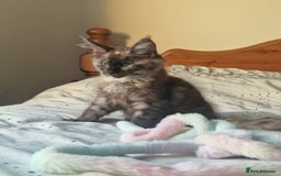 Maine Coon cats for sale: Ready Now! Smoke dark tortoishell Girl  - Image 4