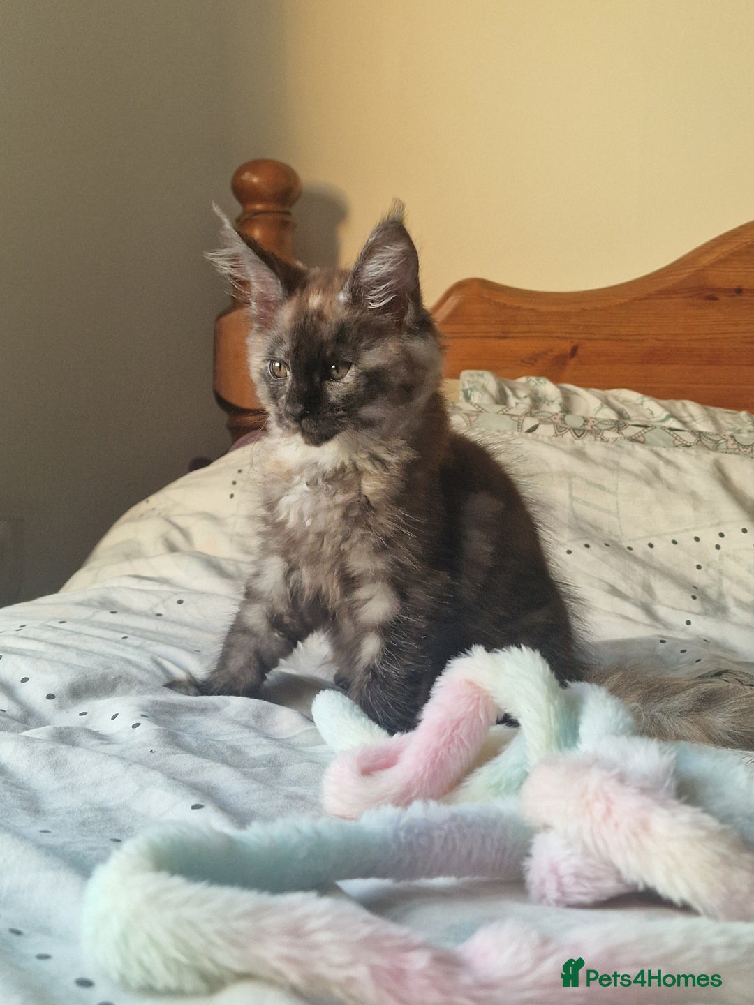 Maine Coon cats for sale: Ready Now! Smoke dark tortoishell Girl  - Image 4