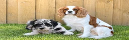 Cavapoo dogs for sale: F1 Cavapoo Female puppy FULLY VACCINATED  - Advert 37