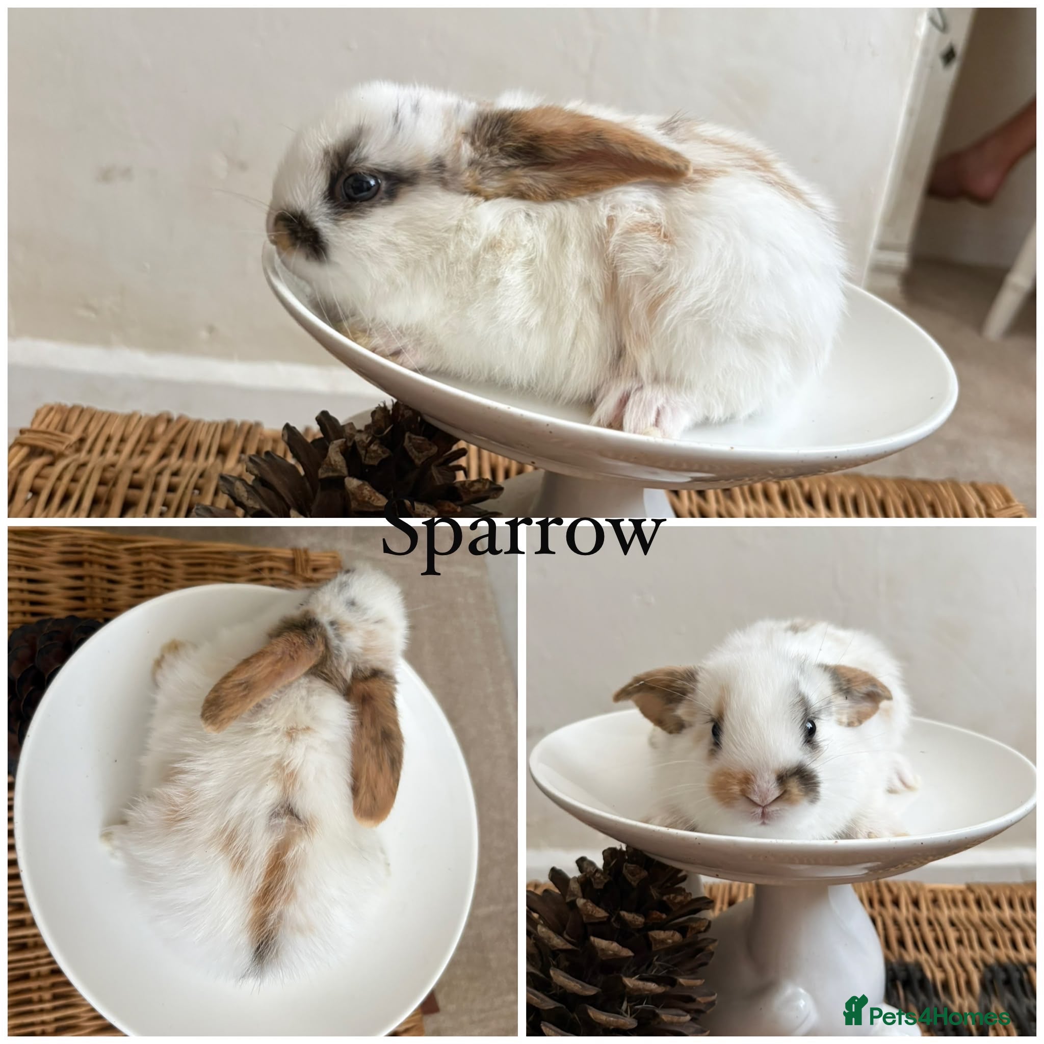 Mixed Breed rabbits Two babies ready to leave now (8 weeks old) - Advert 3