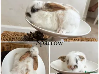 Mixed Breed rabbits Two babies ready to leave now (8 weeks old) - Advert 3