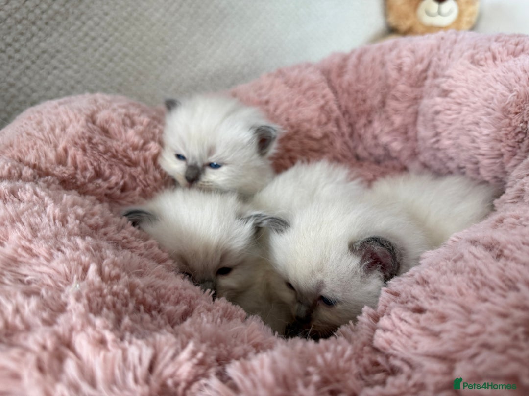 Ragdoll cats for sale: Stunning Bluepoint Ragdoll Kittens for sale - Image 5