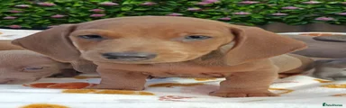 Dachshund 2