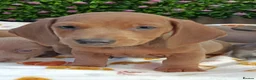 Dachshund dogs for sale: QUALITY SOLID COLOUR MINI DAXIS KC REG - Advert 7