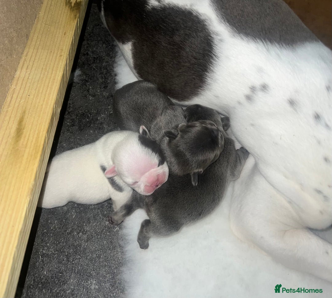 French Bulldog dogs for sale: Kc registered french bulldog puppies available 🐶 - Image 10