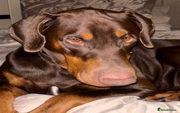 Dobermann dogs for stud: Doberman Available For Stud in Sutton Coldfield - Image 6
