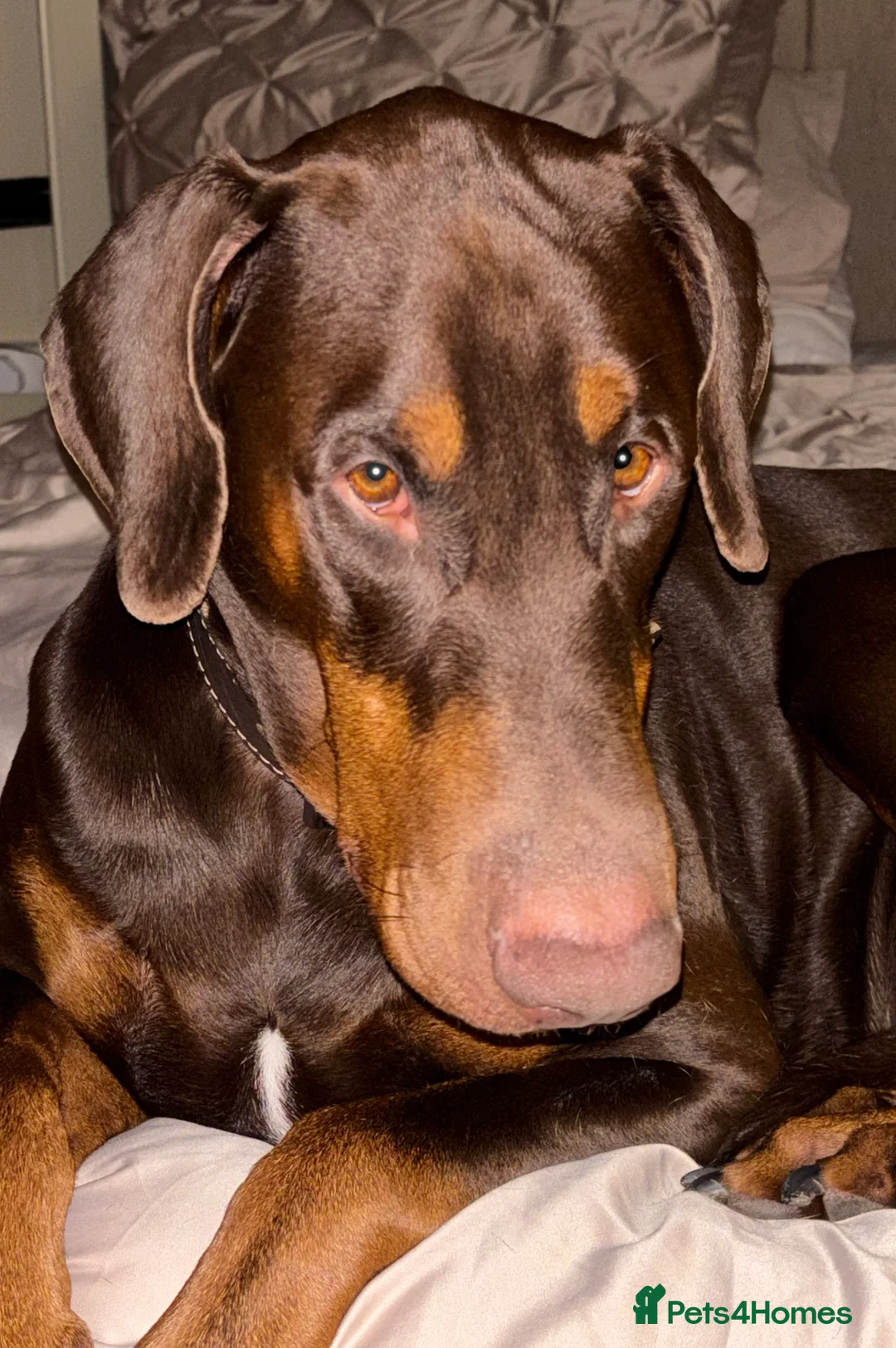 Dobermann dogs for stud: Doberman Available For Stud in Sutton Coldfield - Advert 6