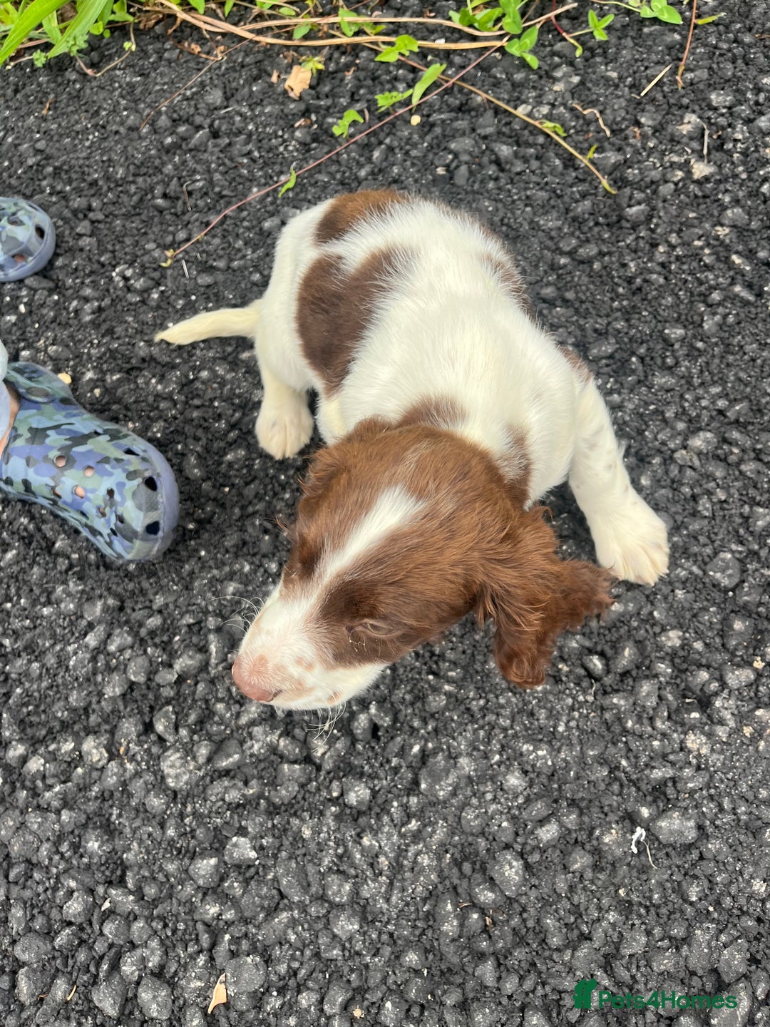 Sprocker dogs for sale: Beautiful Sprocker Puppies  - Image 5