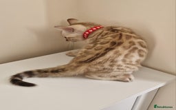 Bengal cats for sale: Stunning Glittered Pedigree Benga kittens  - Image 32