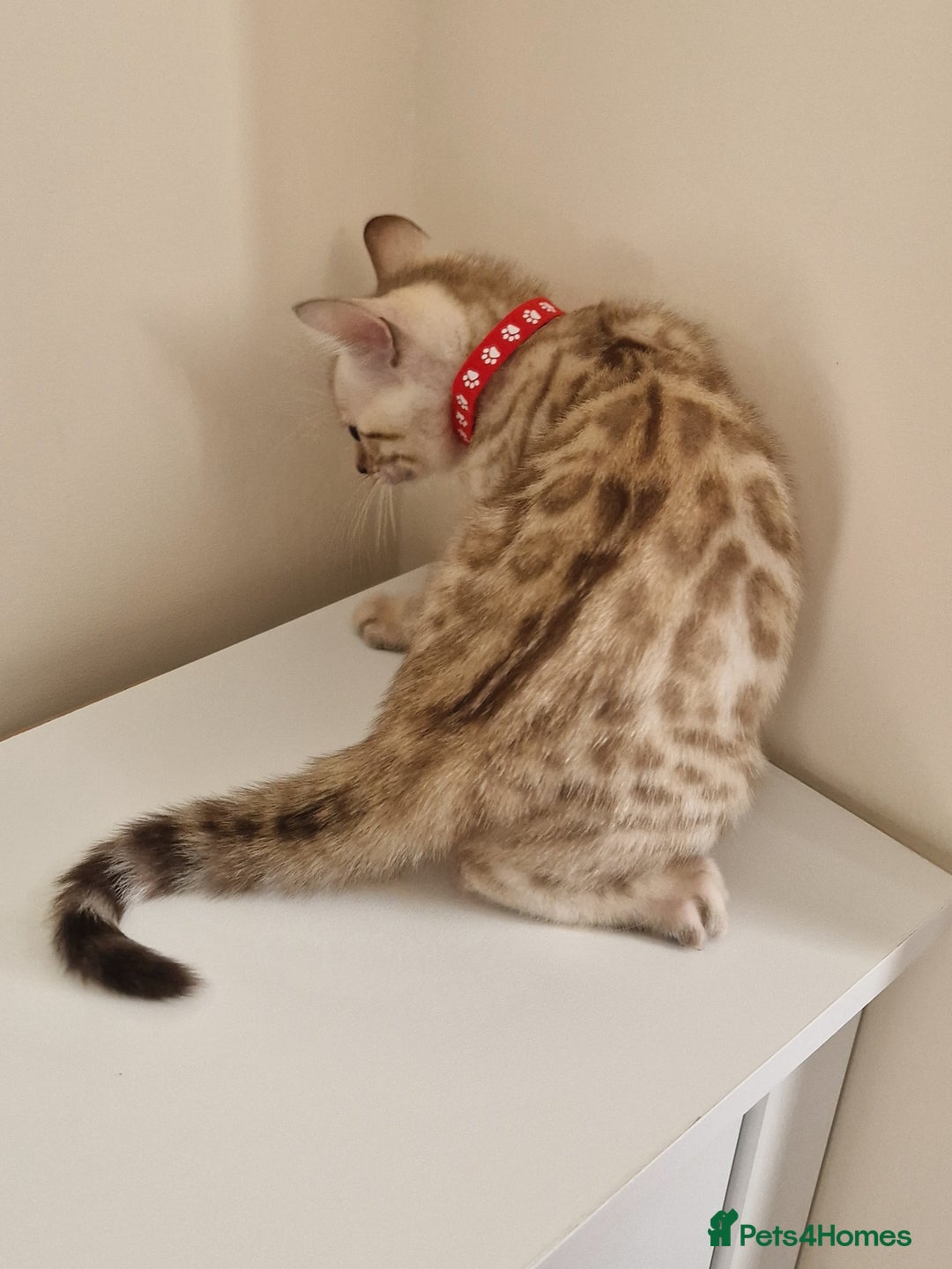 Bengal cats for sale: Stunning Glittered Pedigree Benga kittens  - Image 32