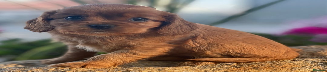 Cavapoo Puppy 8