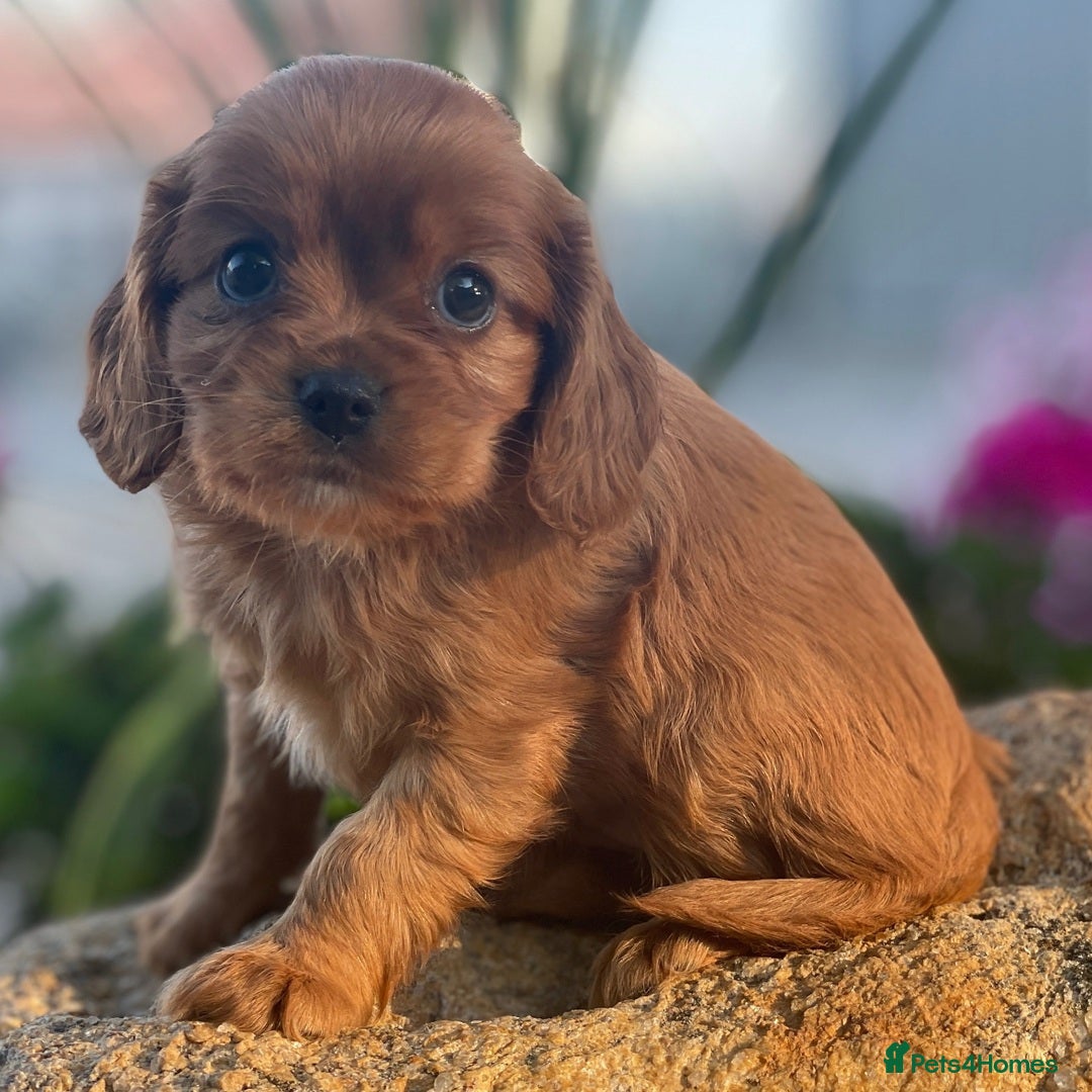 Cavapoo dogs for sale: Beautiful Toy Cavapoo Puppies for sale - Image 16